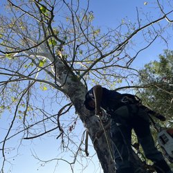 Treegeeks