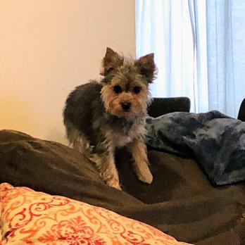 OC Elite Mobile Grooming - Pet Groomers Near Me OC Elite Mobile Grooming - Pet Groomers Near Me