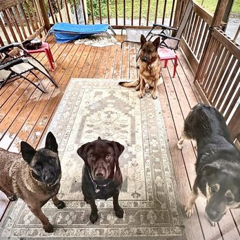K-9 Pack Leader - if you want a treat, raise your! - Pet Training Near Me - Arnold, Missouri K-9 Pack Leader - if you want a treat, raise your! - Pet Training Near Me - Arnold, Missouri