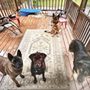 Photo of K-9 Pack Leader