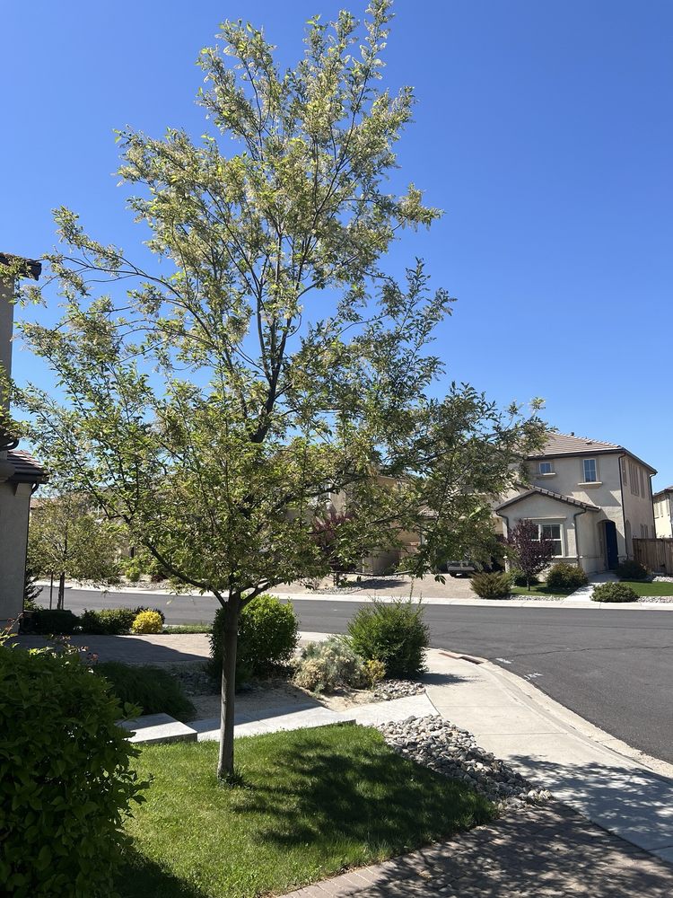 Bees Trees - tree service in Sparks, NV