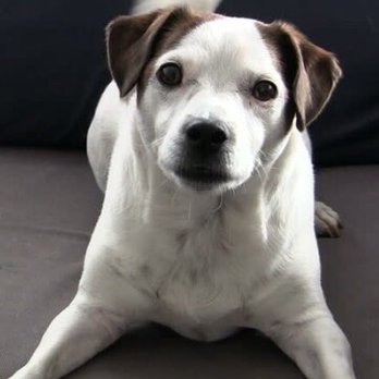 Two Dogs Pet Services - Dog Walkers Near Me Two Dogs Pet Services - Dog Walkers Near Me