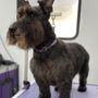 Shaggy Styles Pet Salon
