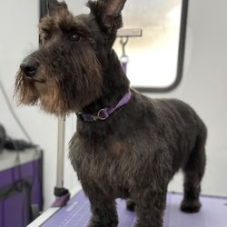 Shaggy Styles Pet Salon - Scottie haircut