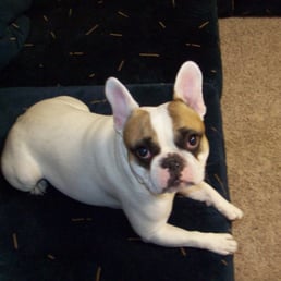 Penelope the french bulldog. Penelope the french bulldog.
