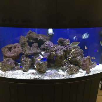 Pho Minh's - Fish tank! Small saltwater setup but beautiful and well-maintained. - Vietnamese Near Me - Linden, New Jersey Pho Minh's - Fish tank! Small saltwater setup but beautiful and well-maintained. - Vietnamese Near Me - Linden, New Jersey