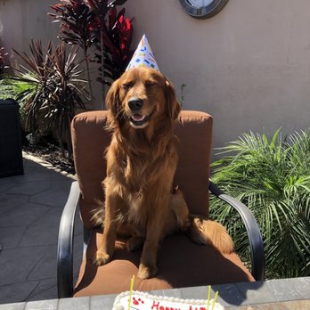 Redondo Dog - Pet Services Near Me - Carson, California