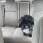 Photo of Pet Groomery