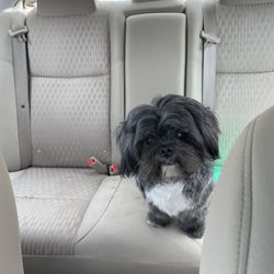 Pet Groomery