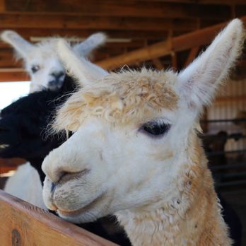 Hardly Farm - Two alpacas at the fence with a llama at the back. - Attraction Farms Near Me - Castalia, North Carolina