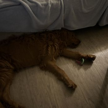 Good Dog - She had a very busy day. - Pet Sitting Near Me - Port Coquitlam, British Columbia
