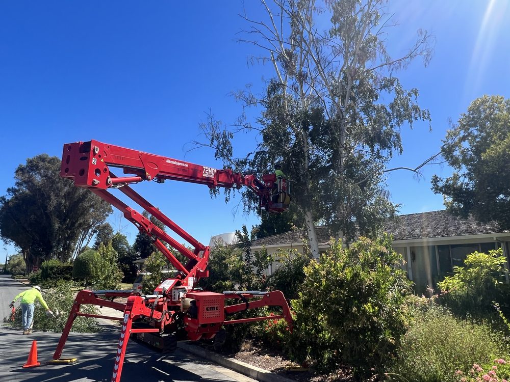 JC Tree Experts - tree service in San Jose, CA