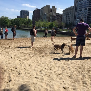 Dog Beach at Belmont Harbor - Dogs and people mingling on this beautiful day in Chicago. Now I get to go home with a happy dog that's covered in mud! - Dog Parks Near Me - Chicago, Illinois Dog Beach at Belmont Harbor - Dogs and people mingling on this beautiful day in Chicago. Now I get to go home with a happy dog that's covered in mud! - Dog Parks Near Me - Chicago, Illinois