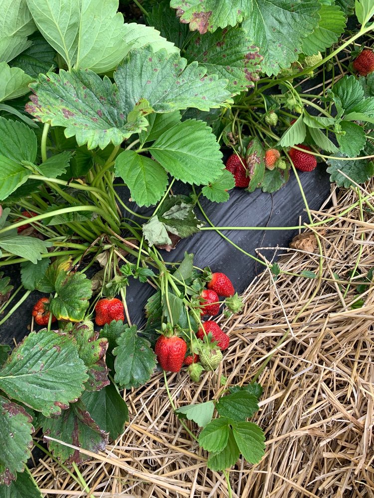 HANN FARMS MARKET Updated May 2024 19 Photos & 16 Reviews 4600