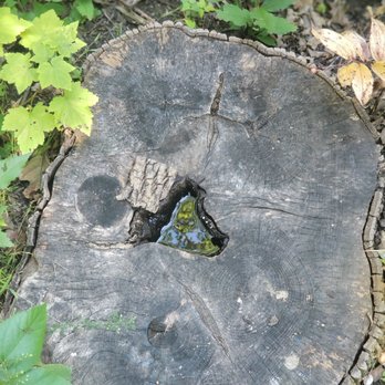 Hammel Woods - Dog Parks Near Me - Shorewood, Illinois