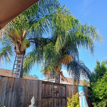 North Roots Tree Care - Before and after the work was done. - Tree Services Near Me - Olivehurst, California North Roots Tree Care - Before and after the work was done. - Tree Services Near Me - Olivehurst, California