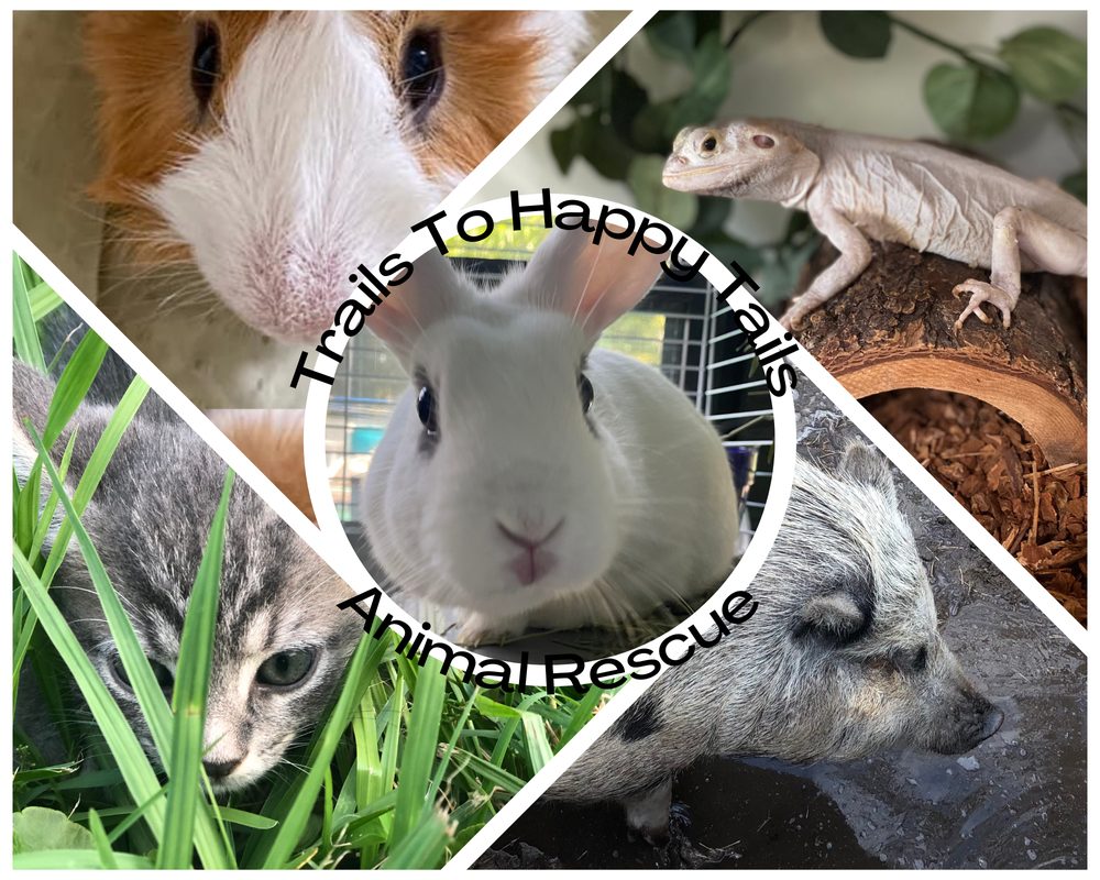 Trails To Happy Tails - social services organization in Osteen, FL