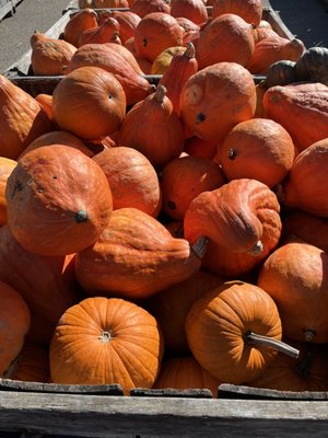 Applecrest Farm Orchards by null