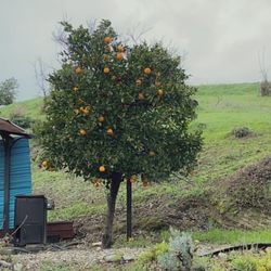 Beautiful fruit trees on property