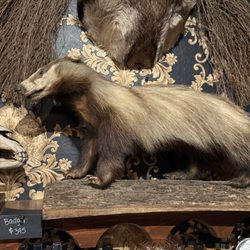 Prometheus Esoterica - My mother's spirit animal is a badger. I sent her a photo and asked her if she wanted it. lol