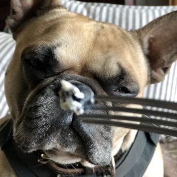 Caffe Central - My dog is judging my decision on this last bite - Coffee & Tea Near Me - Burlingame, California