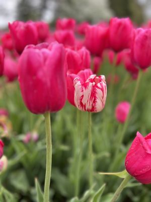 Veldheer Tulip Gardens by null