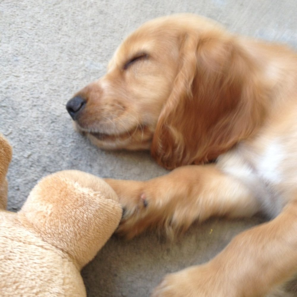 Coastway Veterinary Clinic - After his jabs! - Veterinarians Near Me - Brighton, BNH