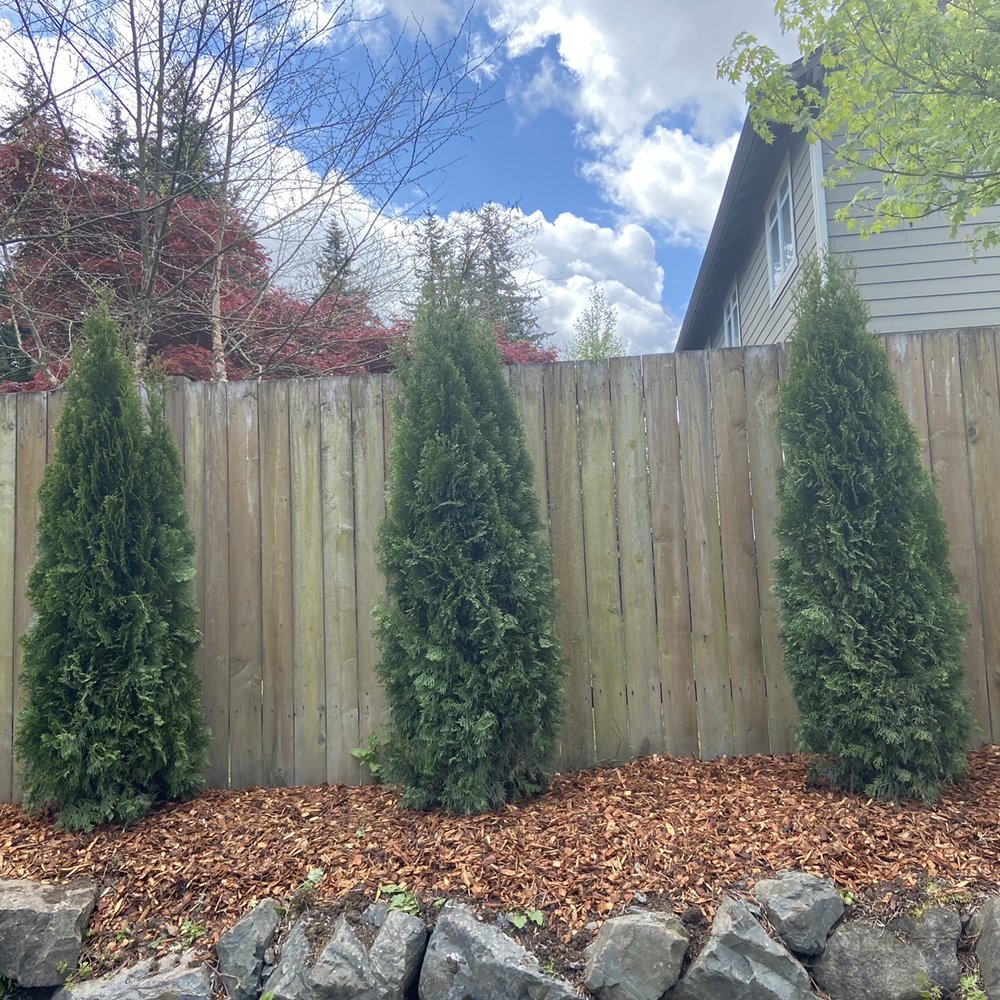 Diamond Landscapes - Three trees that were replaced - Landscaping Near Me