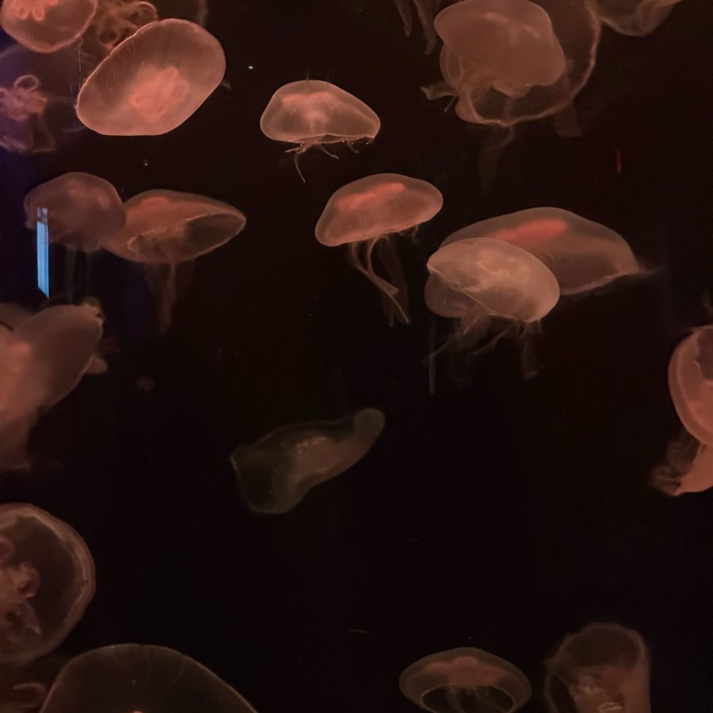 Moon Jellyfish Moon Jellyfish