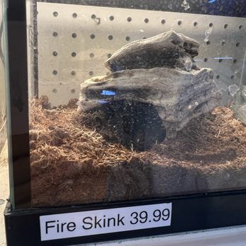 Arcadia Pets - The fire skink in question, it's on eco earth with no humidity - Pet Stores Near Me - Staten Island, New York Arcadia Pets - The fire skink in question, it's on eco earth with no humidity - Pet Stores Near Me - Staten Island, New York