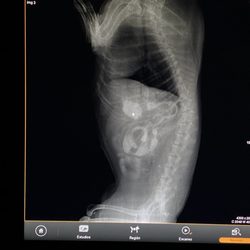 Veterinaria Sabuesos - In the same office during the same visit, detail ultra sound after a liquid dye used and it showed the obstruction.