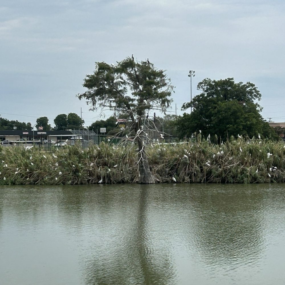 Murphy Park - Egret island - Parks Near Me - Taylor, Texas