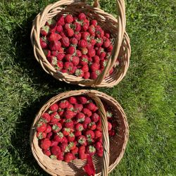 Tindall Farms