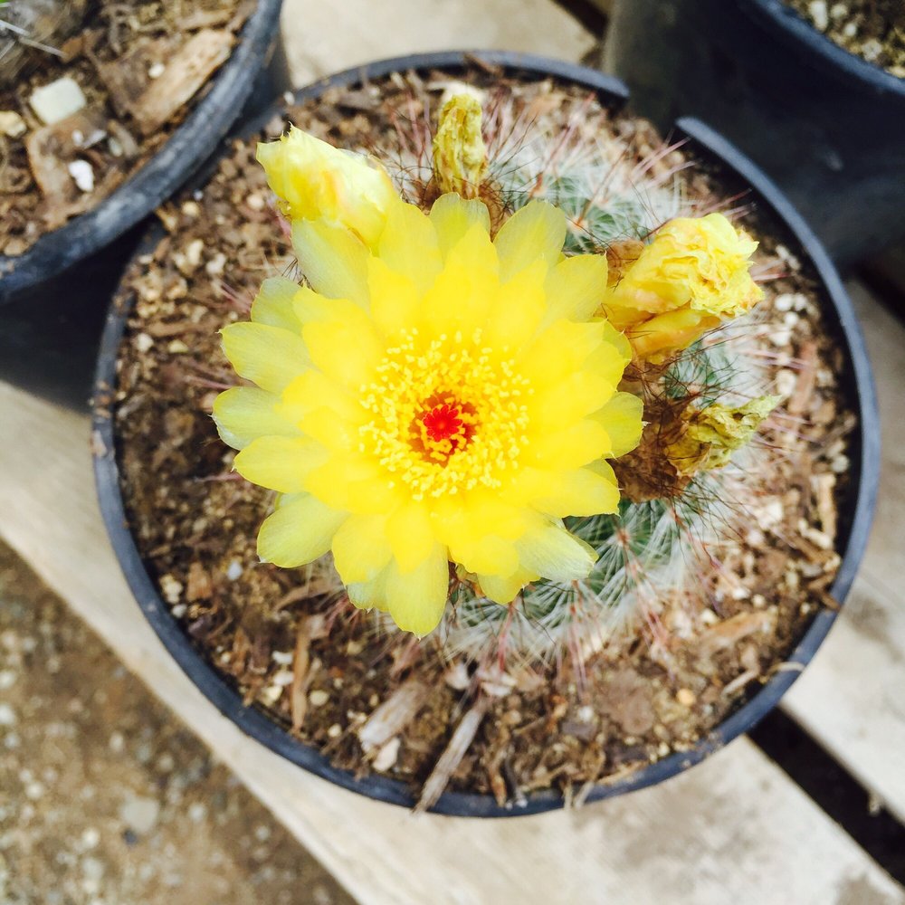 Sal’s Cactus Mart - Nurseries & Gardening Near Me - Fillmore, California Sal’s Cactus Mart - Nurseries & Gardening Near Me - Fillmore, California