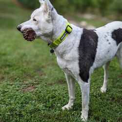 Tuckaway Blueberry Farm - Nigel the Blueberry Dog is always ready to fetch a ball, a pine cone, even a rock!