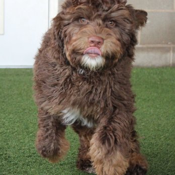 EllsWORTH Labradoodles - We raise multi-generational Australian Labradoodle puppies and are Gold and Silver Paw members of the ALAA! Give us a call today! - Pet Breeders Near Me EllsWORTH Labradoodles - We raise multi-generational Australian Labradoodle puppies and are Gold and Silver Paw members of the ALAA! Give us a call today! - Pet Breeders Near Me
