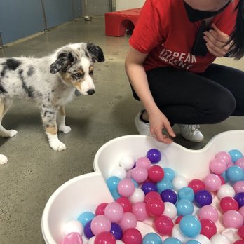 Camp Bow Wow - Puppy class - Pet Boarding Near Me - Hillsboro, Oregon