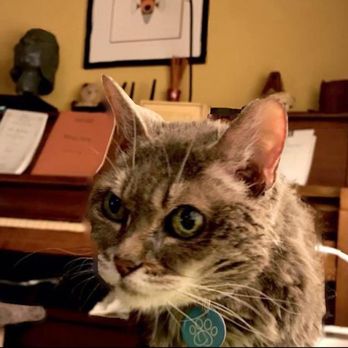 Pets Eternal Rest - Maia on her last day. - Veterinarians Near Me - Walnut Creek, California