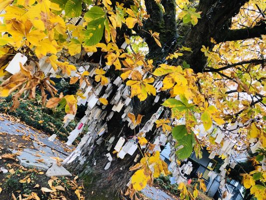 The Wishing Tree by null