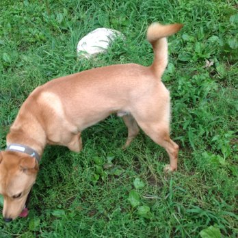 Northwind Kennels - BamBam smelling the fresh grass in the one of the yards at Northwind Kennels! I have adopted BamBAm and is now called Baron. - Pet Boarding Near Me - Bedford, New York