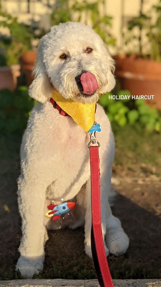 DUSTY DOG GROOMING SALON Updated September 2024 25 Photos & 32