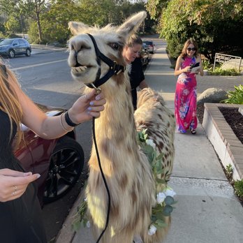 The Secret Garden - Last min of the llama! - Venues & Event Spaces Near Me - Rancho Santa Fe, California The Secret Garden - Last min of the llama! - Venues & Event Spaces Near Me - Rancho Santa Fe, California