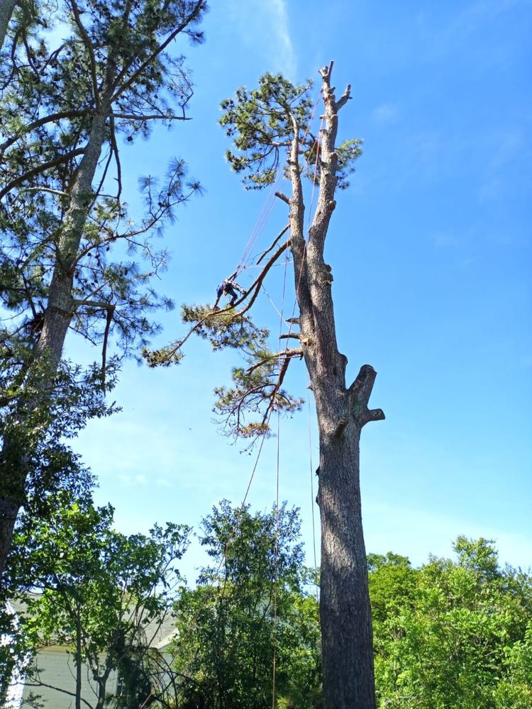 JR Tree Services - tree service in Huntsville, AL