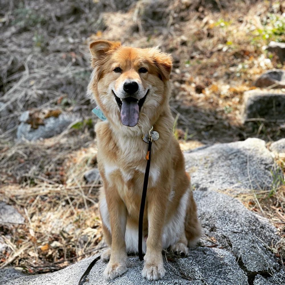 LEAVENWORTH PET LODGE & GROOMING Updated September 2024 22 Reviews