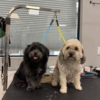 Bluemoon Pet Grooming - Before the cut and bath - Pet Groomers Near Me - El Monte, California