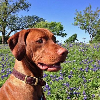 Rock'n Roz Vizslas - Pet Breeders Near Me - Ganado, Texas Rock'n Roz Vizslas - Pet Breeders Near Me - Ganado, Texas