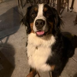 Mushroom loves sitting on the patio waiting for a fallen tater tot! Mushroom loves sitting on the patio waiting for a fallen tater tot!