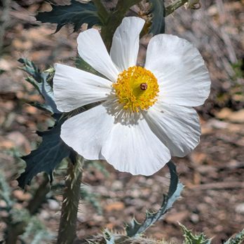 California Botanic Garden - Botanical Gardens Near Me - Claremont, California