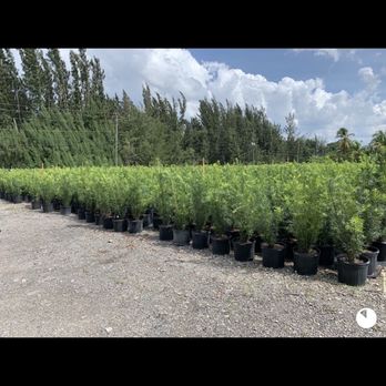 Modern Nature Nursery - Nurseries & Gardening Near Me - Southwest Ranches, Florida Modern Nature Nursery - Nurseries & Gardening Near Me - Southwest Ranches, Florida
