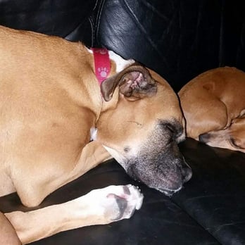 Doggie Au Pair - Dog Walkers Near Me Doggie Au Pair - Dog Walkers Near Me